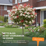 Glansmispel op stam Photinia fraseri 'Red Robin'