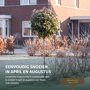 Glansmispel op stam Photinia fraseri 'Red Robin'