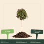 Glansmispel op stam Photinia fraseri 'Red Robin'