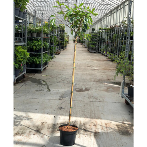 Glansmispelboompje op stam