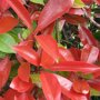 Glansmispelhaag (Photinia fraseri 'Red Robin') close up
