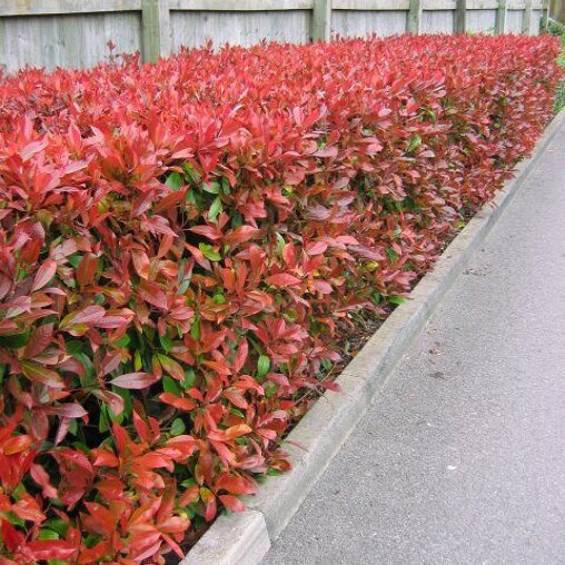Glansmispelhaag (Photinia fraseri 'Red Robin') haag