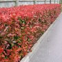 Glansmispelhaag (Photinia fraseri 'Red Robin') haag