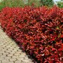 Glansmispelhaag (Photinia fraseri 'Red Robin') haag