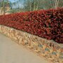 Glansmispelhaag (Photinia fraseri 'Red Robin') haag
