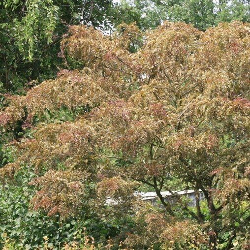 Valse christusdoorn (Gleditsia triacanthos ‘Rubylace’)