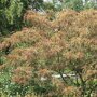 Valse christusdoorn (Gleditsia triacanthos ‘Rubylace’)