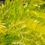 Gele valse Christusboom (Gleditsia triacanthos 'Sunburst') blad