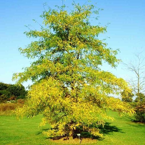 Gele valse Christusboom (Gleditsia triacanthos 'Sunburst')