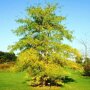 Gele valse Christusboom (Gleditsia triacanthos 'Sunburst')