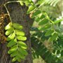 Valse Christusboom (Gleditsia triacanthos 'Inermis') blad