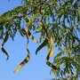 Valse Christusboom (Gleditsia triacanthos 'Inermis') peulvruchten