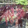 Valse christusdoorn (Gleditsia triacanthos ‘Rubylace’) herfstkleur