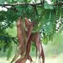 Valse christusdoorn (Gleditsia triacanthos ‘Rubylace’) peulvruchten