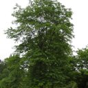 Valse Christusboom (Gleditsia triacanthos 'Inermis') 