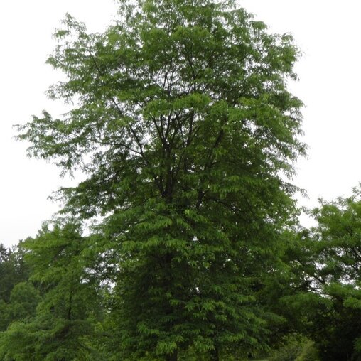 Valse Christusboom (Gleditsia triacanthos 'Inermis')