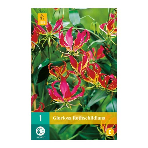 Gloriosa prachtlelie bol Rothschildiana (zakje van 1 stuk)