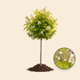 Gouden trompetboom