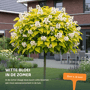 Gouden trompetboom