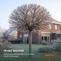 Gouden trompetboom