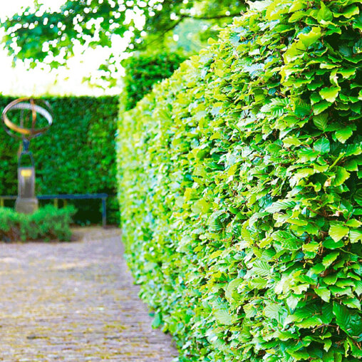 Groene beukenhaag