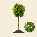 Groene bol esdoorn
