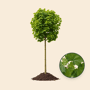 Groene bol esdoorn