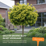 Groene bol esdoorn