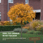 Groene bol esdoorn