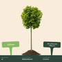Groene bol esdoorn