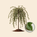 Groene treur sierappel