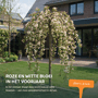 Groene treur sierappel 'Red Jade'