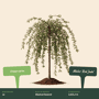 Groene treur sierappel 'Red Jade'