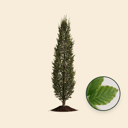Groene zuilbeuk