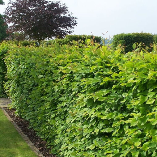 Haagbeuk als erfafscheiding