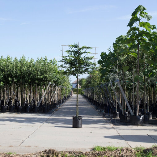 Leihaagbeuk (Carpinus betulus)