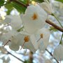 Sneeuwklokjesboom (Halesia carolina) - blad