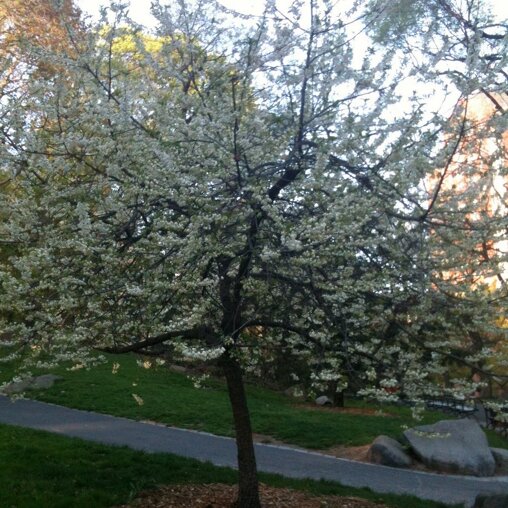Sneeuwklokjesboom (Halesia carolina)