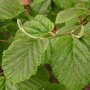 Hamamelis mollis