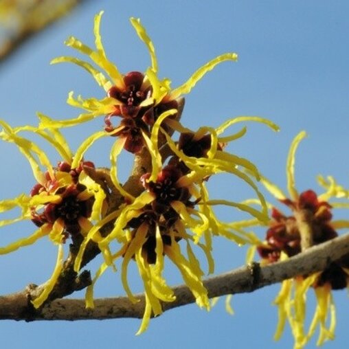 Hamamelis mollis