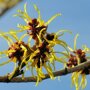 Hamamelis mollis