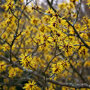 Hamamelis mollis