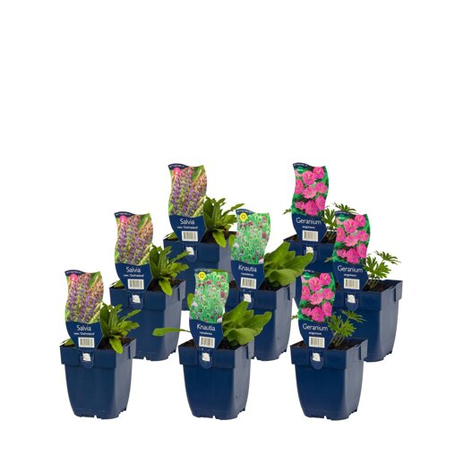 Borderpakket Happy Bees