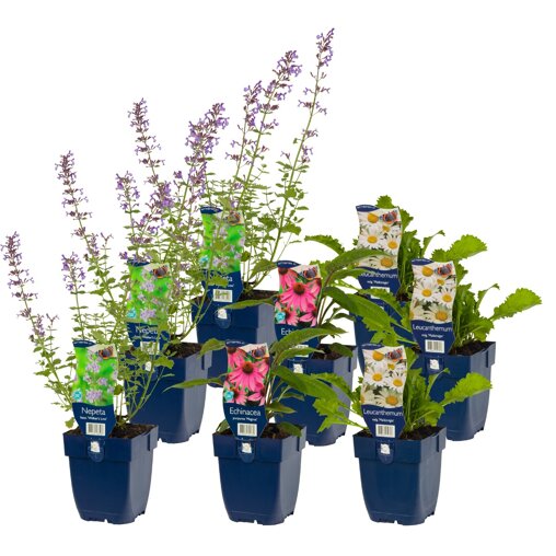 Borderpakket Happy Butterflies