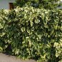 Hedera algeriensis 'Gloire de Marengo'