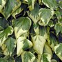 Hedera algeriensis 'Gloire de Marengo'