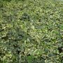 Hedera algeriensis 'Gloire de Marengo'