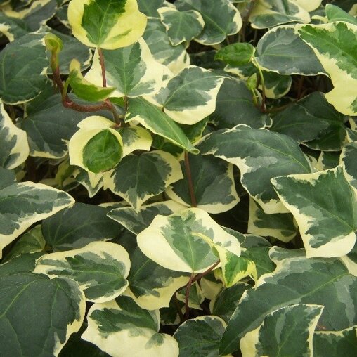 Hedera algeriensis 'Gloire de Marengo'