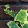 Hedera helix 'Goldchild'