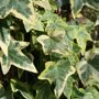 Hedera helix 'Goldchild' (Mobilane kant en klaar haag) blad
